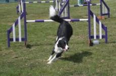 Agility Dog In Action